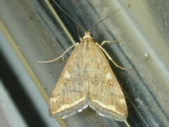 Loxostege munroealis