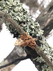 Hypocreopsis lichenoides