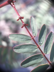 Cassiinae