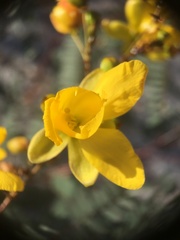Cassiinae