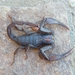 Cedarberg Burrowing Scorpion - Photo (c) Paul Bester, some rights reserved (CC BY-NC), uploaded by Paul Bester