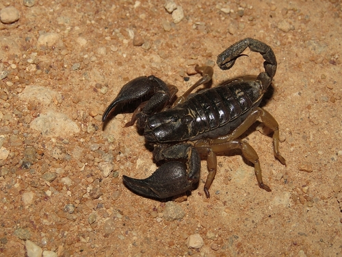 Kalahari Burrowing Scorpion