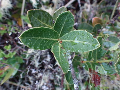 Lauridia tetragona