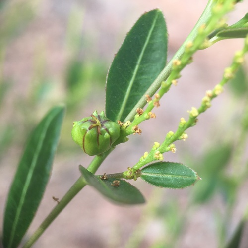 Image of Microstachys corniculata by (c) B. Phalan, some rights reserved (CC BY)