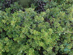 Searsia laevigata
