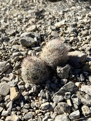 Escobaria chlorantha