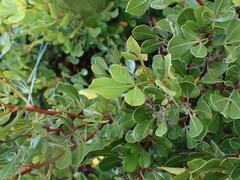 Searsia laevigata