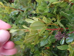 Searsia laevigata