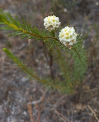 Lachnaea densiflora