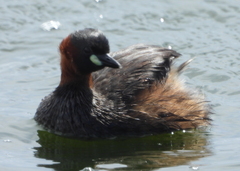 Tachybaptus ruficollis capensis