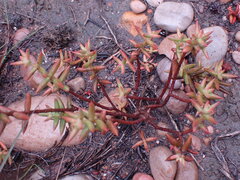 Crassula tetragona