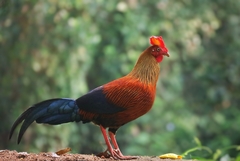 Gallus lafayettii