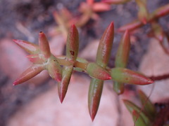 Crassula tetragona