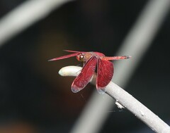 Neurothemis ramburii