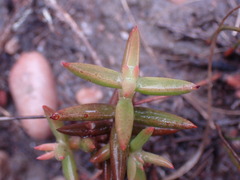 Crassula tetragona