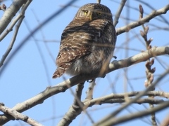 Glaucidium cuculoides