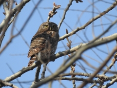 Glaucidium cuculoides