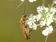 Oedemera podagrariae