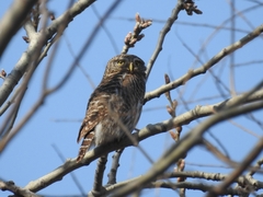 Glaucidium cuculoides