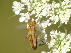Oedemera podagrariae