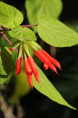 Salvia gesneriiflora