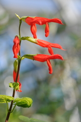 Salvia gesneriiflora