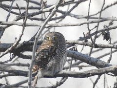 Glaucidium cuculoides
