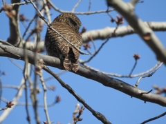 Glaucidium cuculoides