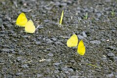 Eurema blanda