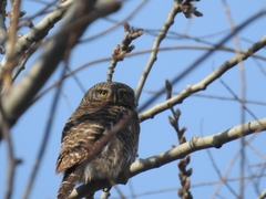 Glaucidium cuculoides