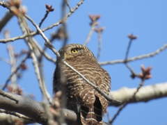 Glaucidium cuculoides