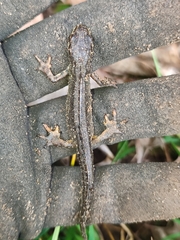 Lissotriton
