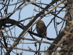 Glaucidium cuculoides