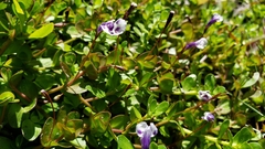 Lindernia grandiflora