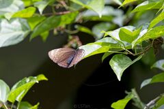 Euploea phaenareta