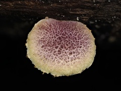Gymnopilus dilepis