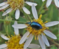 Lebia
