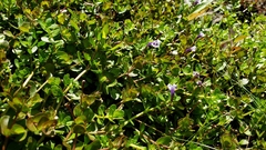 Lindernia grandiflora