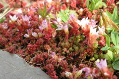 Sedum candolleanum