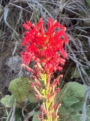 Lobelia cardinalis