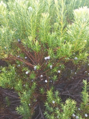 Leucadendron linifolium
