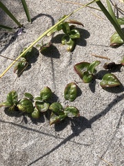 Alternanthera maritima