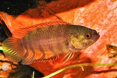 Orange Ctenopoma photo 1