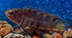 Orange Ctenopoma photo 3