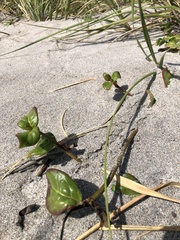 Alternanthera maritima