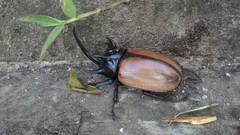 Eupatorus gracilicornis