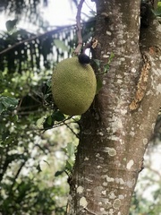 Artocarpus heterophyllus