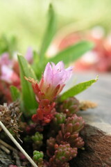 Sedum candolleanum