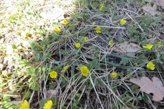 Potentilla verna