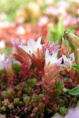 Sedum candolleanum